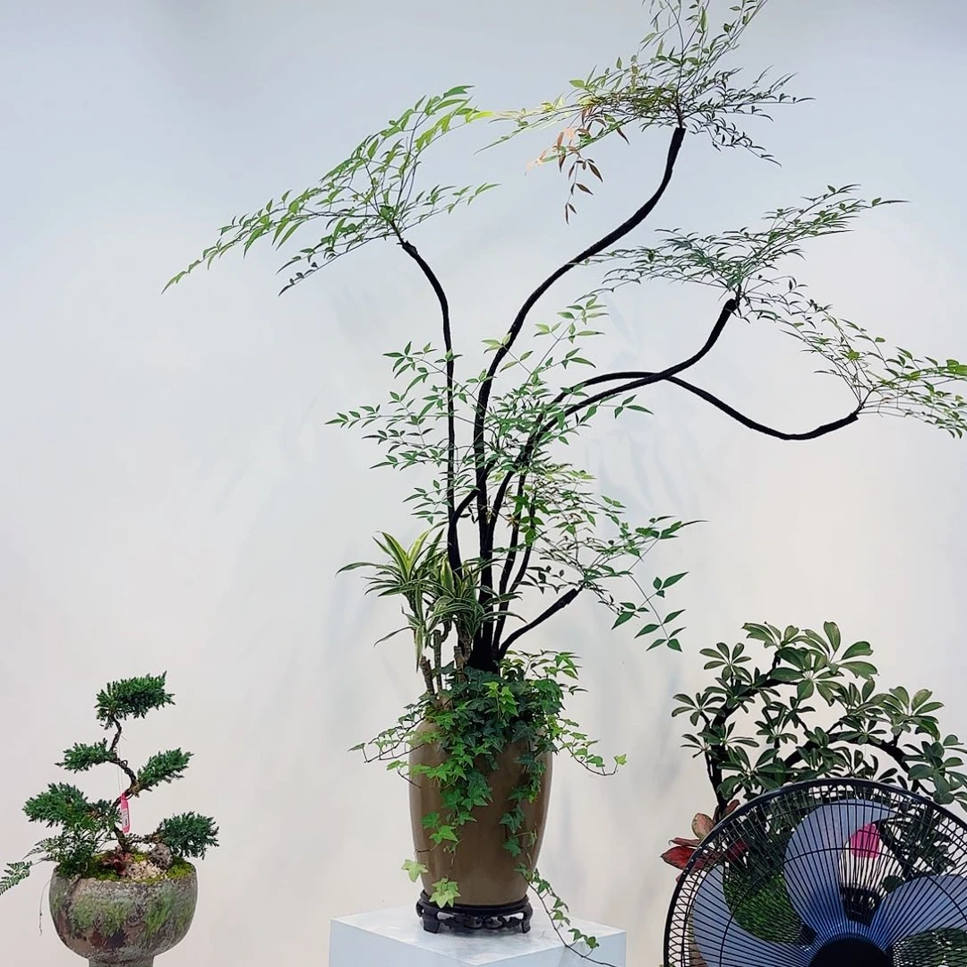 无花朵高端艺术一物一拍