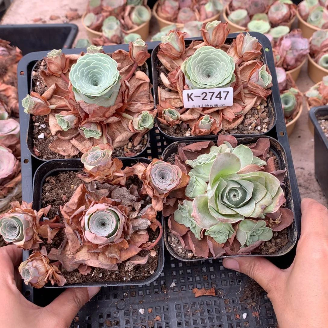 2747会掉侧芽不售后