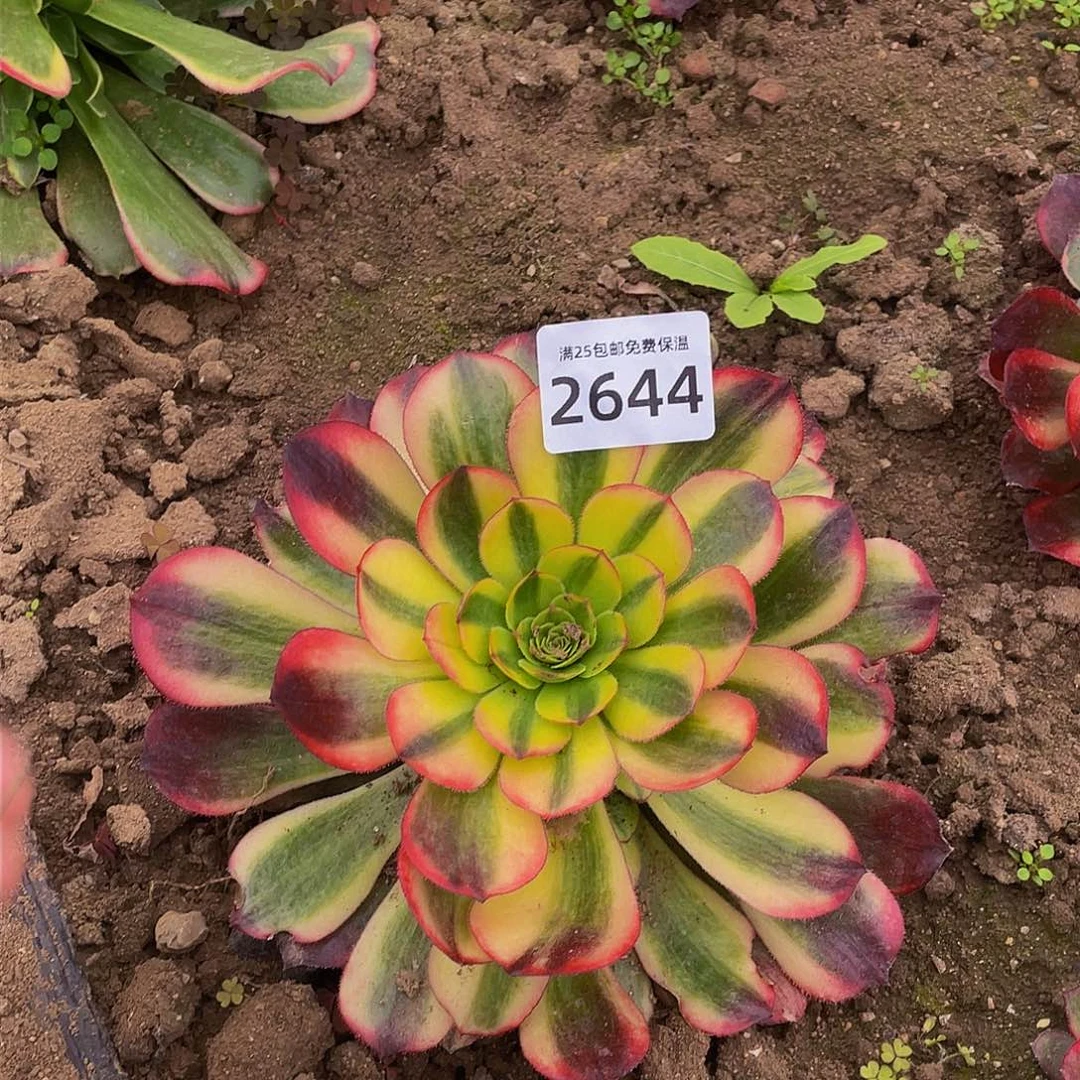 2644火狐多肉植物