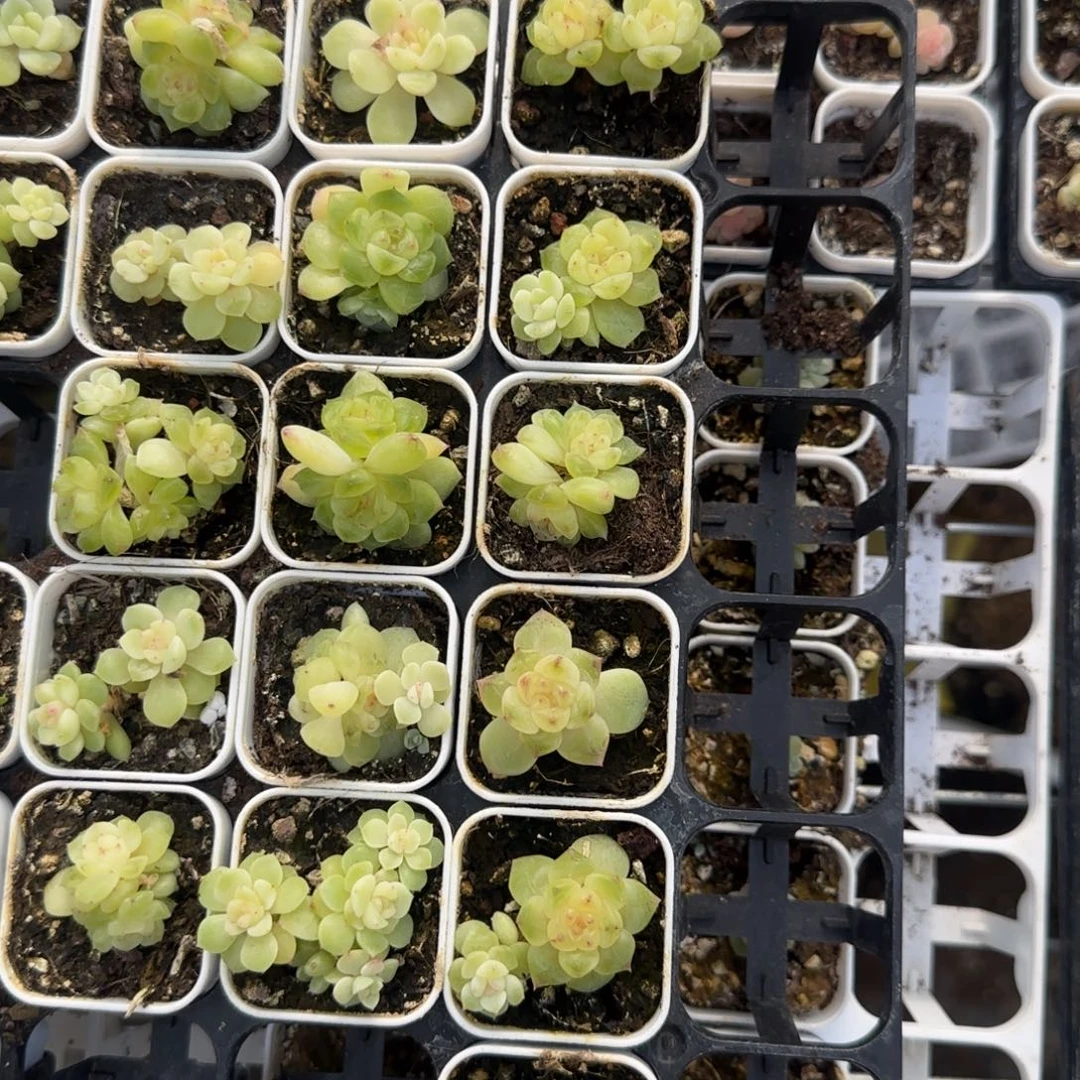 803 盆1床一个满25包邮