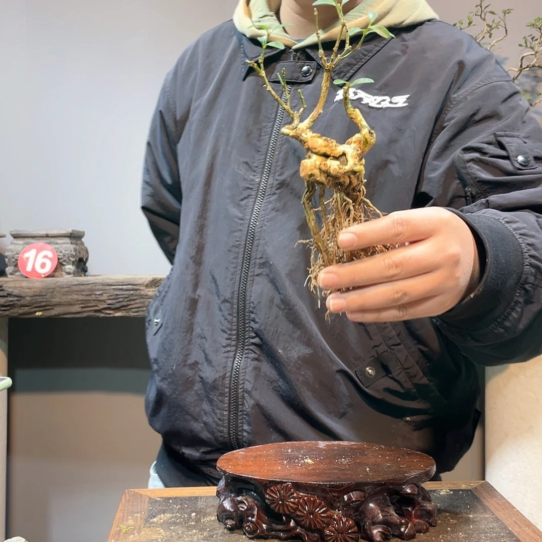 红陶谦**取海岛黄杨