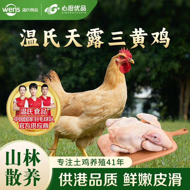【拍一发三】温氏天露三黄鸡童仔小母鸡800g*3 肉质鲜嫩红烧脆皮