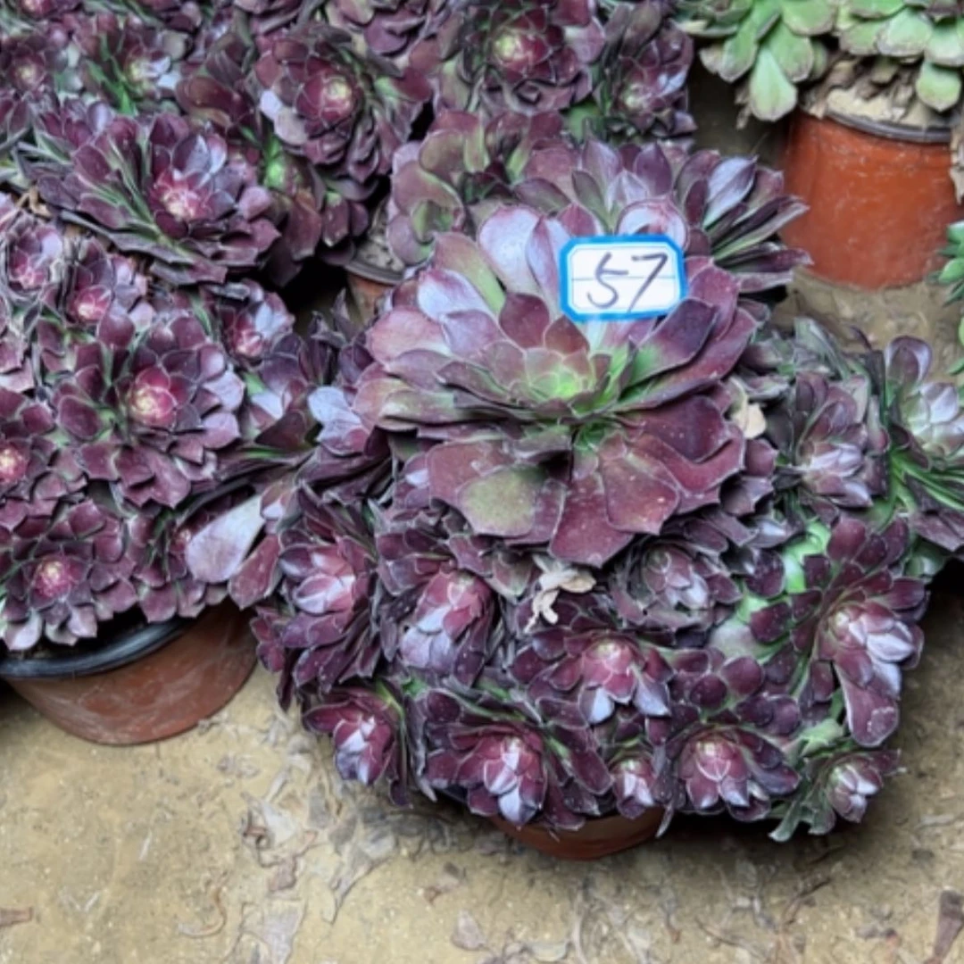 【闪购商品】君*兰多肉植物两个57