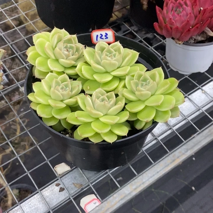 锦**?一物一拍东云杂123