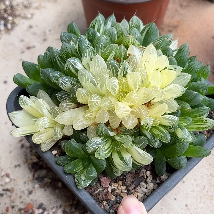 无花朵玉露锦大群一物一拍