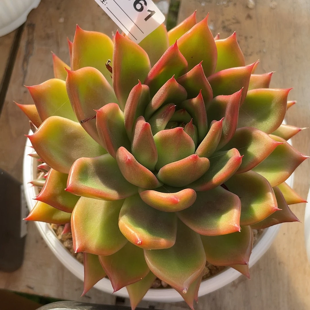 若如东云单拍D961