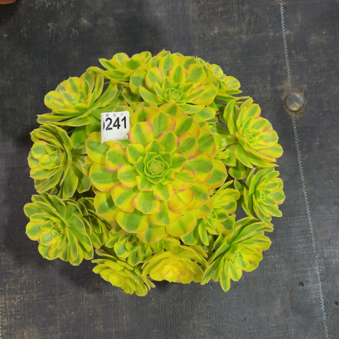 【闪购商品】24100雨荷