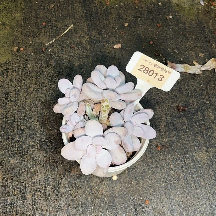 休****肉奶酪一物一拍28013