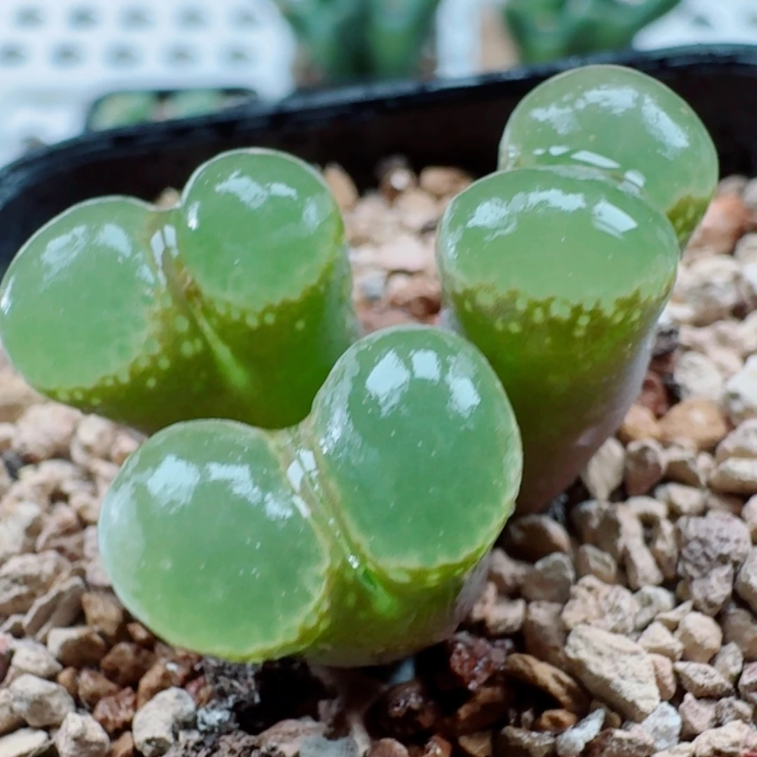 3510风铃玉肉锥植物