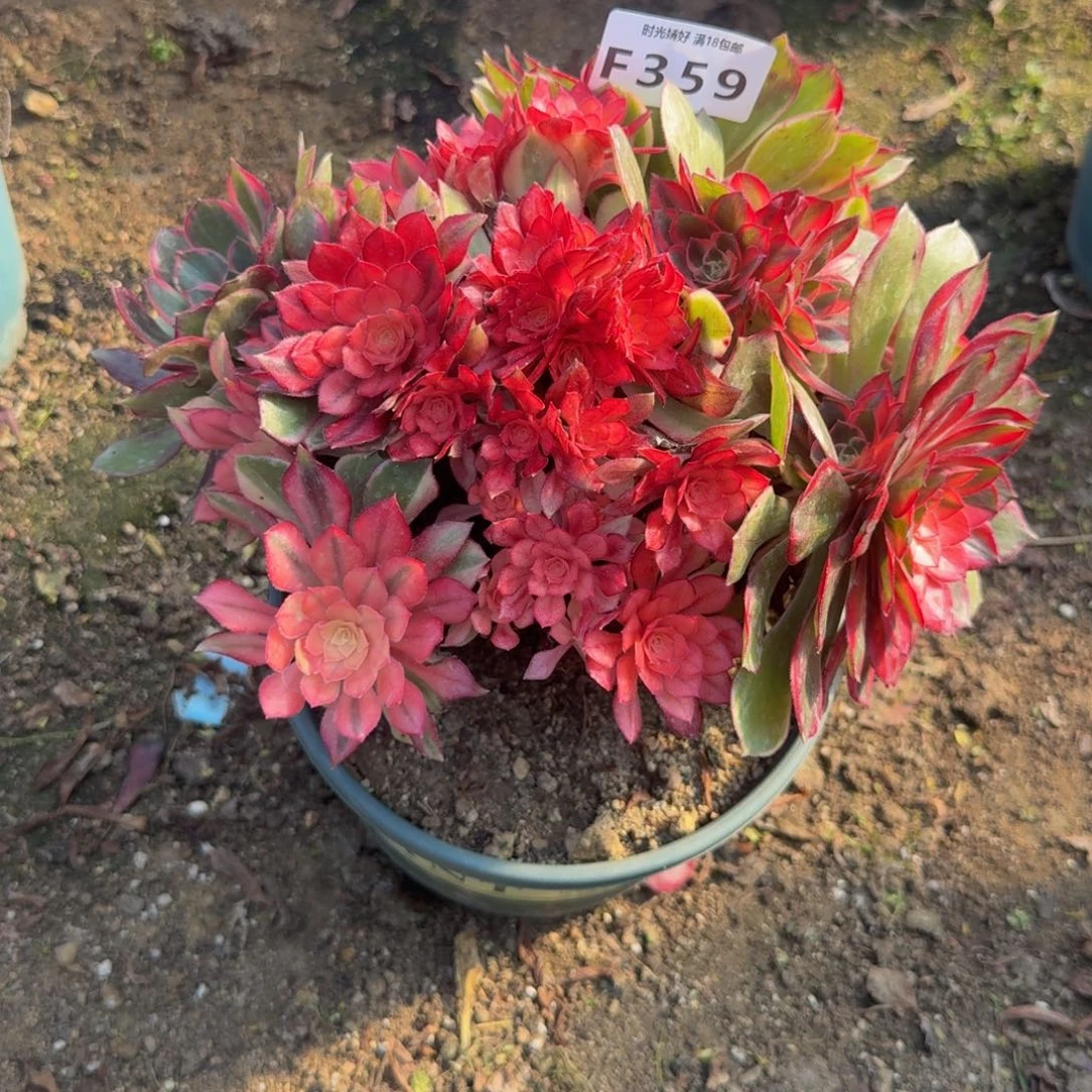 359黑魔锦 多肉植物