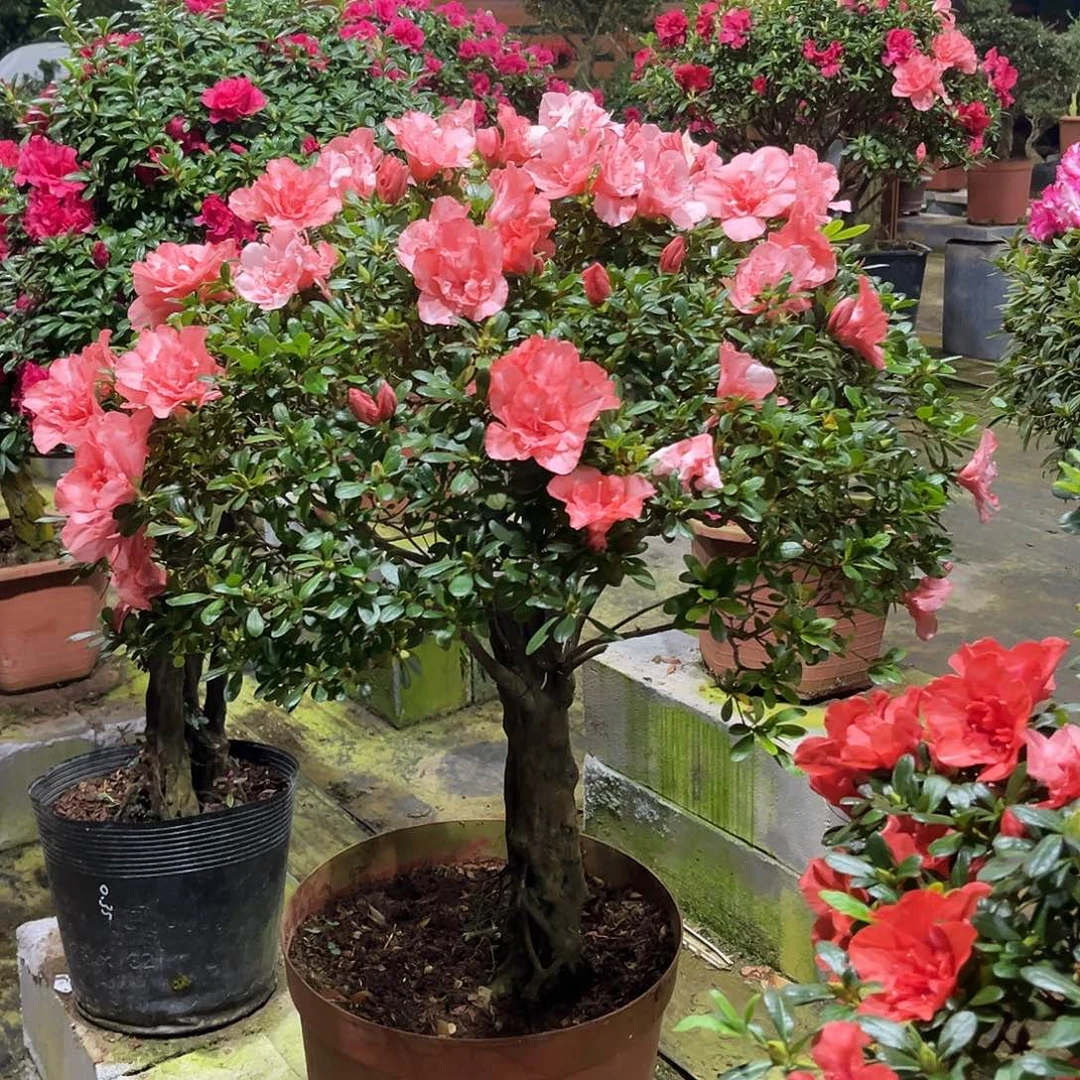 无花朵杜鹃盆景，杜鹃老桩