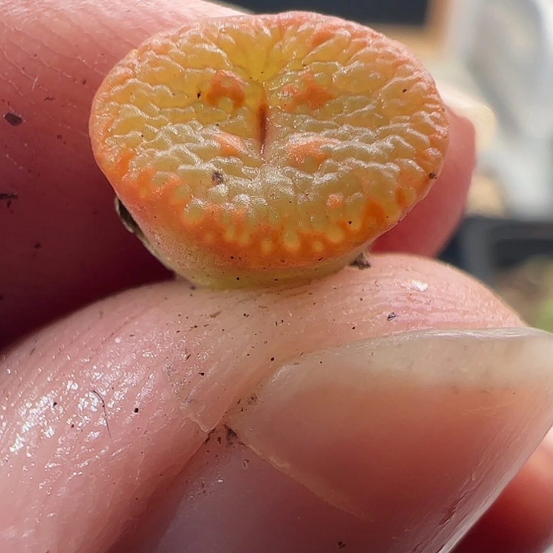 一物一拍。      712