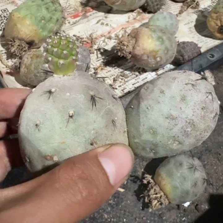 习志野群生自根仙人球