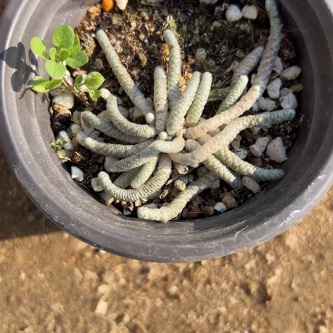 多肉植物开花银蚕