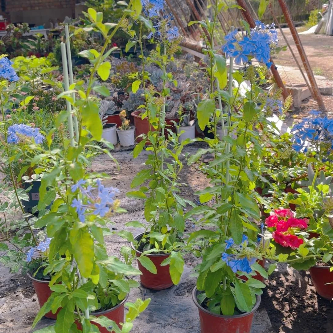 新疆包邮蓝雪花一单