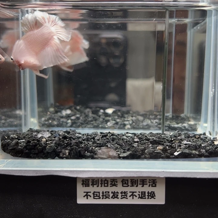 斗鱼一单包邮12日32