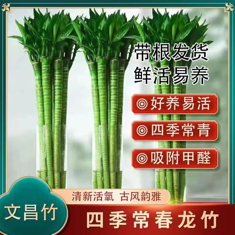 带根文昌龙竹水养植物客厅室内绿植盆栽节节高转运富贵竹