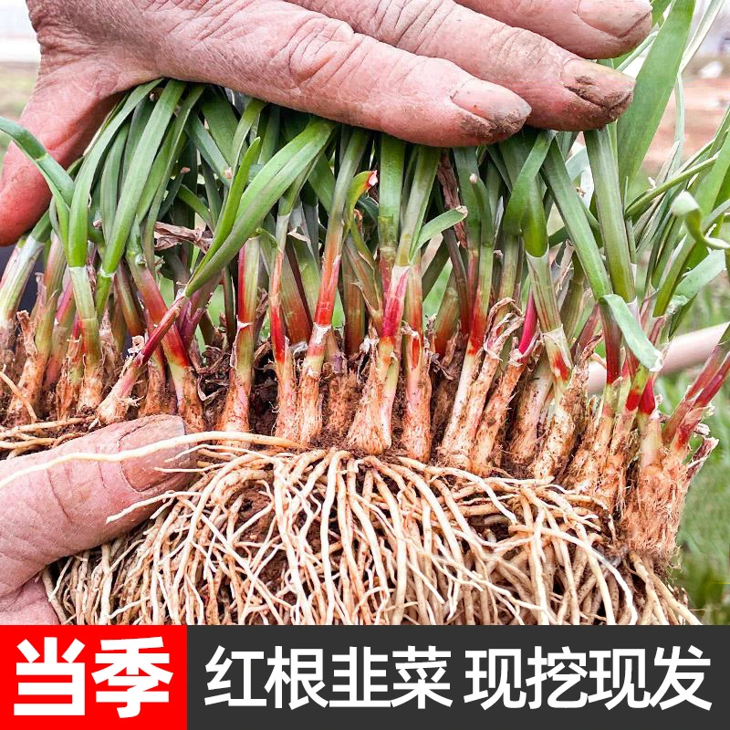 韭菜根苗紫根宽叶家庭自种蔬菜盆栽蔬菜种植农家春播头茬新鲜叶菜