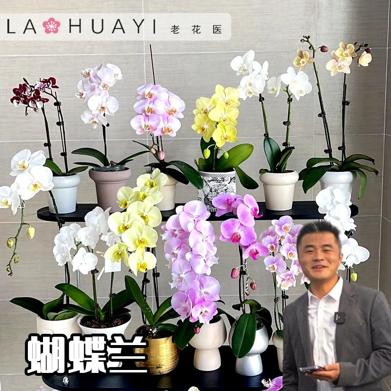 水苔培蝴蝶兰室内客厅阳台观赏花卉好看好养基地直发