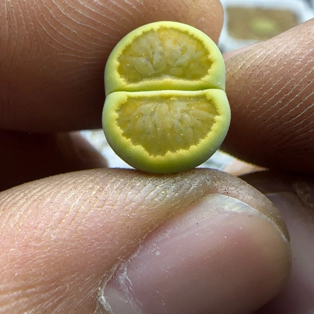 415 生石花大棚直播