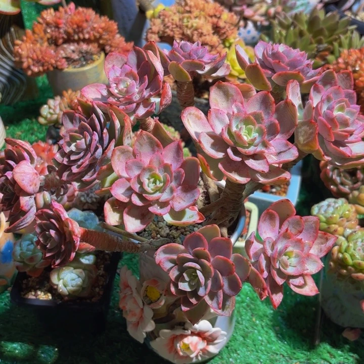 老桩丝绸 多肉植物