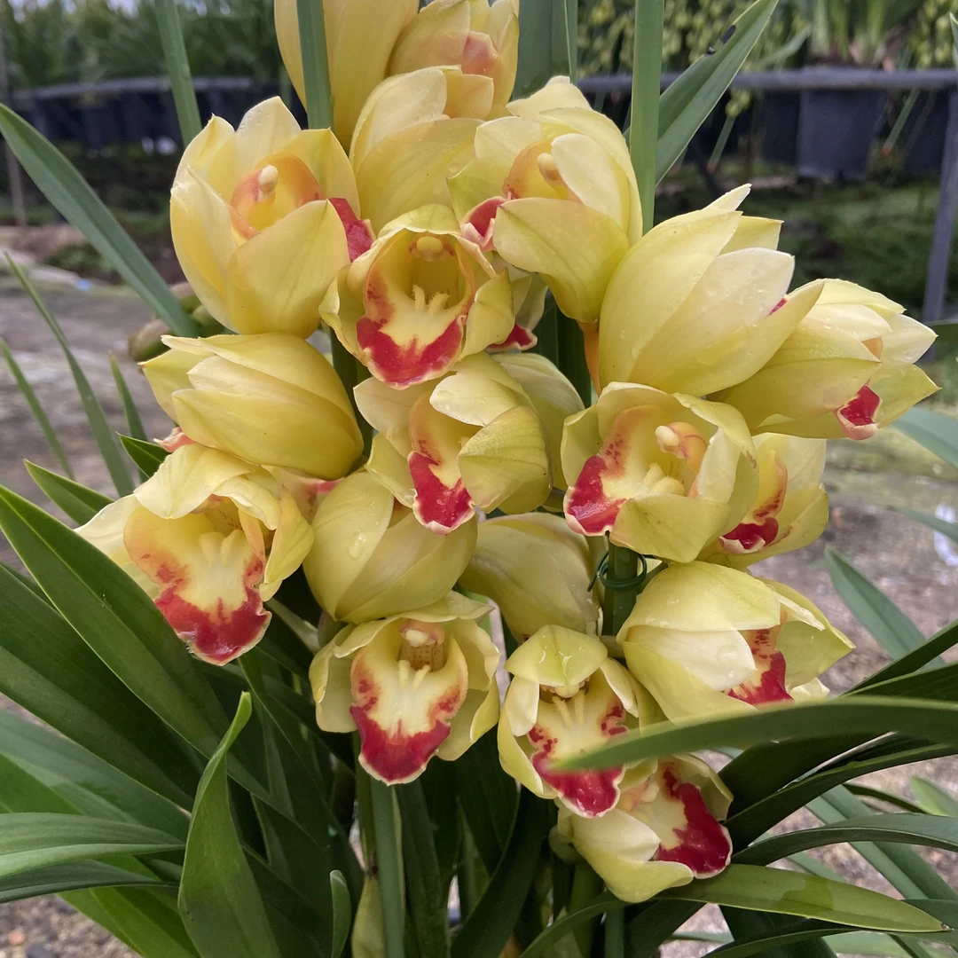 谍影（大花蕙兰）基地直发完美主义勿拍