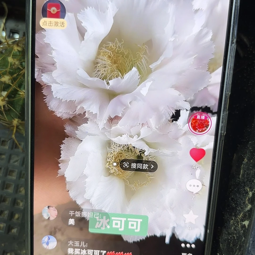 带根冰可可彩5公分侧牙20包邮27
