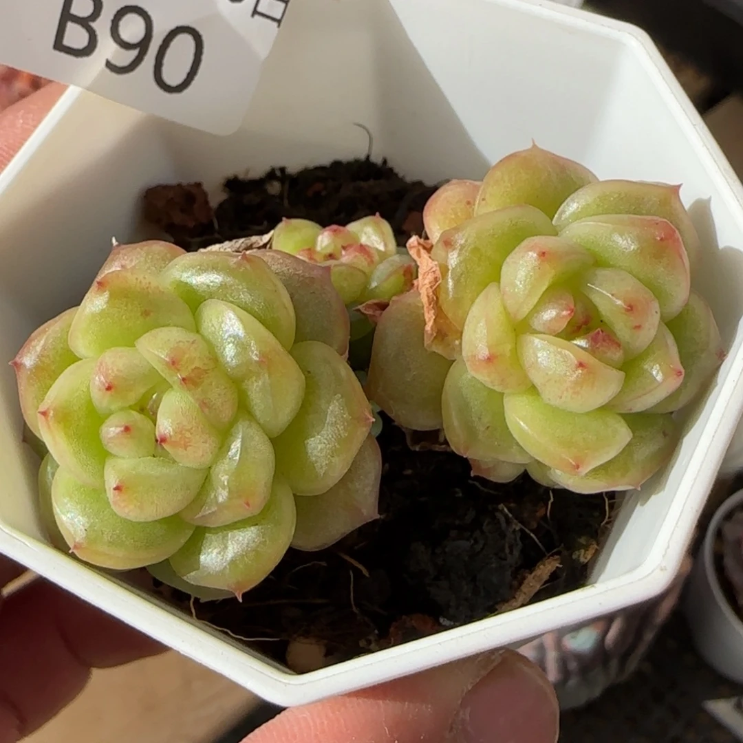 灯泡珍妮三头一颗
