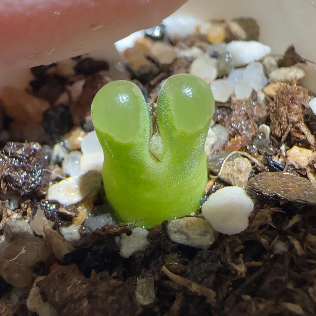 肉锥多肉植物百科30-sb806极窗1142