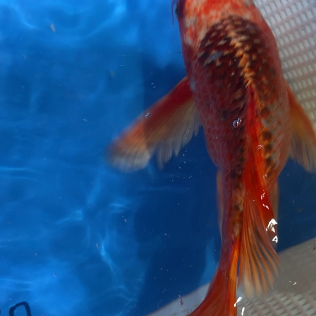 锦鲤蝴蝶鲤锦鲤包邮包邮