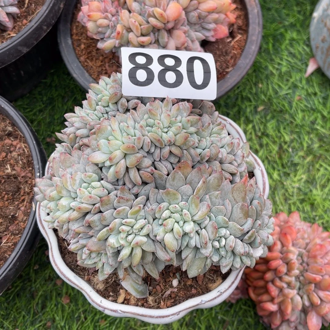 木***晨880号15888899999。 9