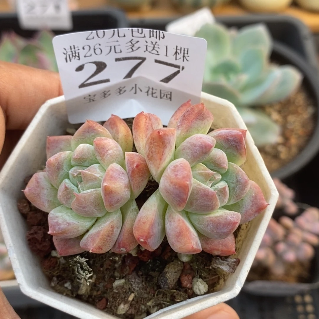 双头阿尔巴佳人一物一拍满20包邮满26送一颗多肉