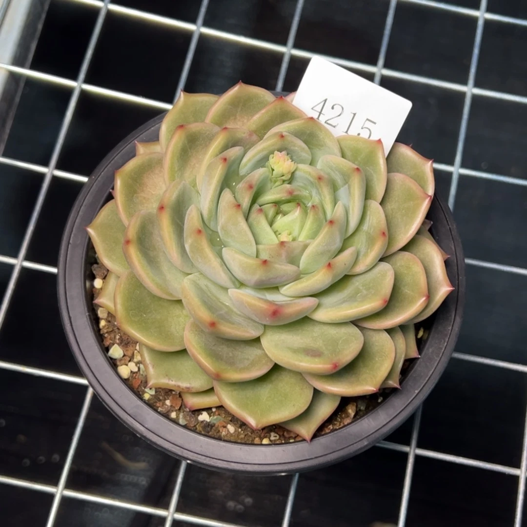 果**台4215多肉多多多多多