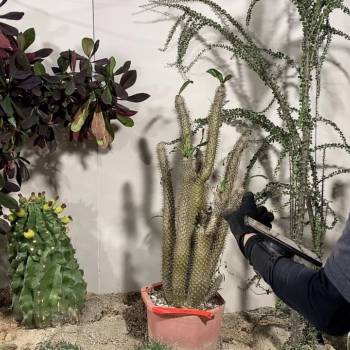 只***生霸王树+落叶之秋。