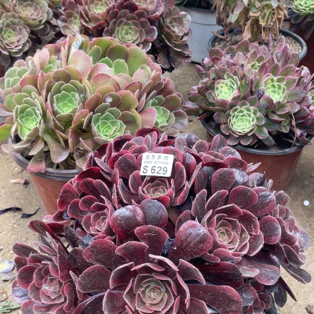 629爱神多肉法师断枝不包