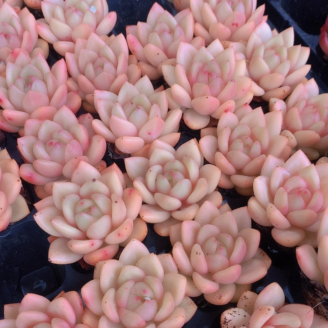 三颗黄体香槟4567889900