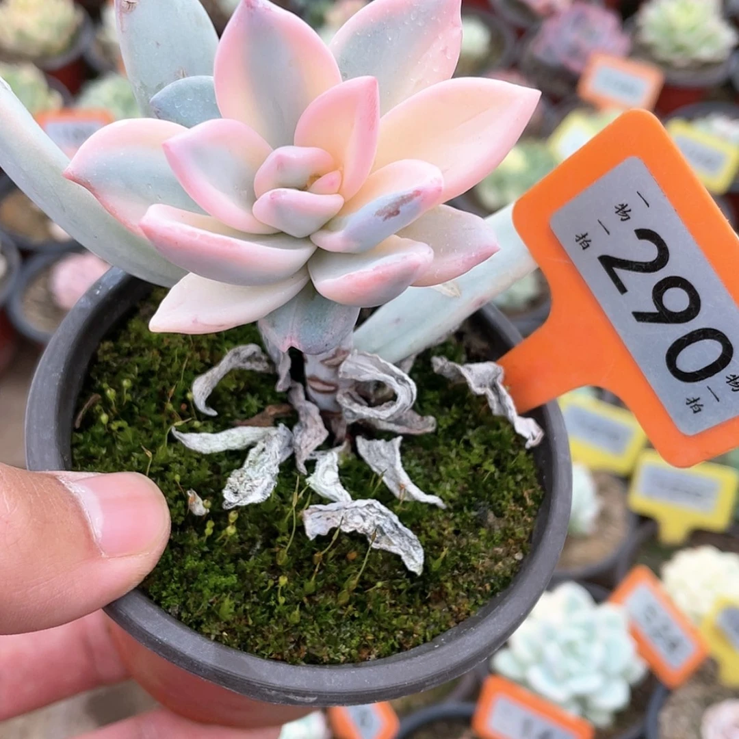 【闪购商品】290号砍头