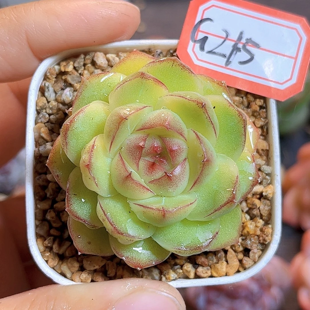 G215 一物一拍多肉 油画棒