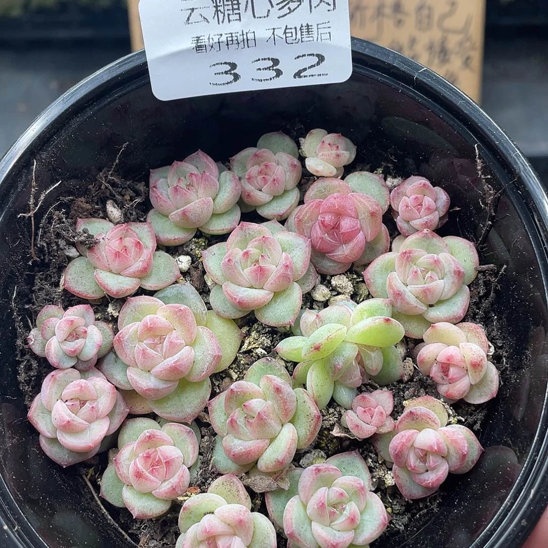 云糖心多肉植物332