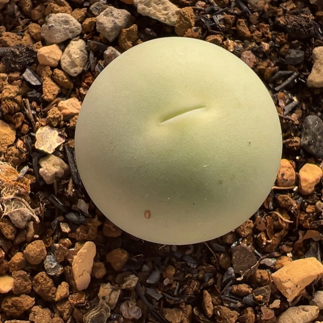 054多肉植物种类多样