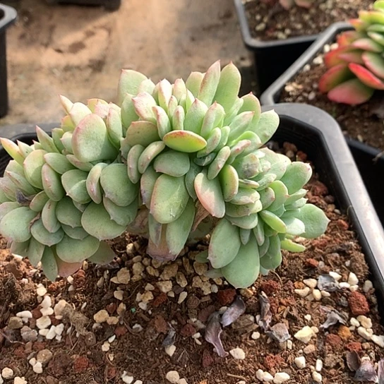 ****e天鹅绒缀化453 亏本处理退款拉黑7-8天发货