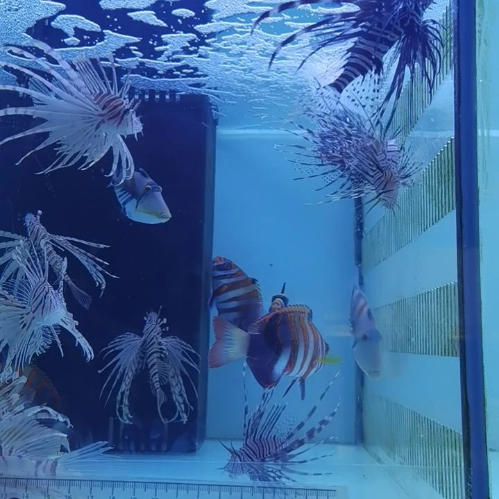 鸳鸯炮弹7+一条海水鱼