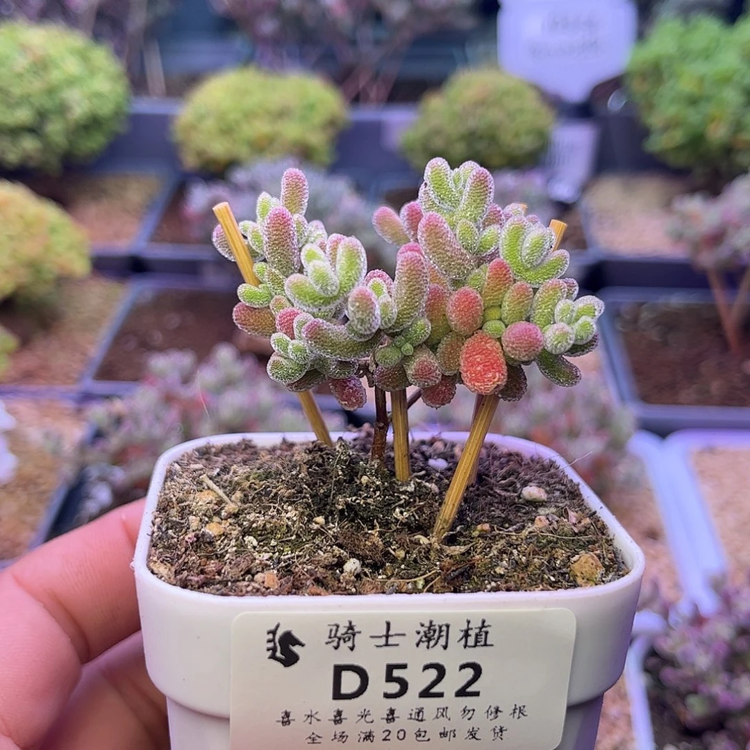 522优选冰晶枝干多肉