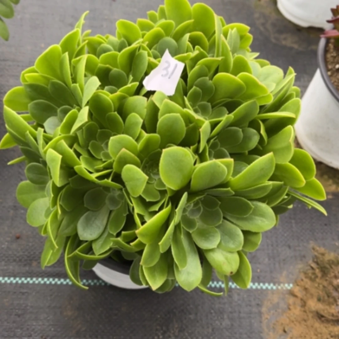 【闪购商品】31绿玫瑰多肉法师