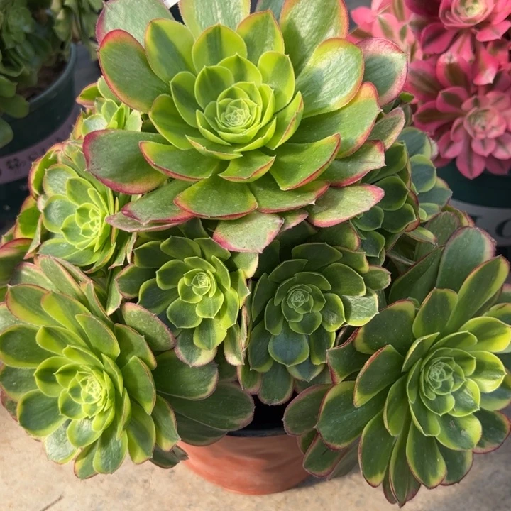 057奶白25厘米左右