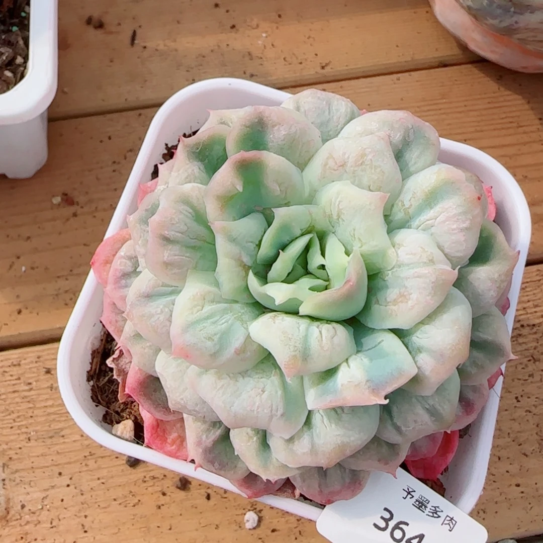 泡泡纱裙，3644多肉植物