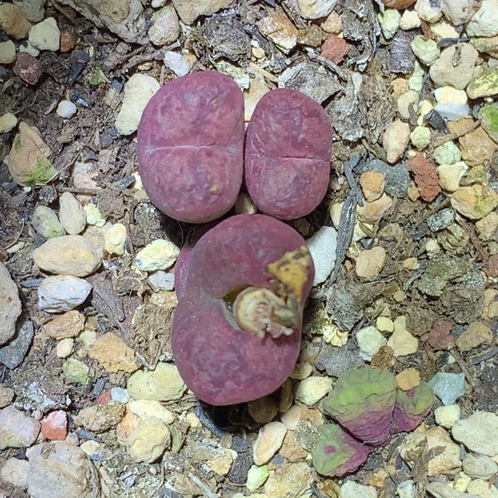 精品多肉植物精品杂交