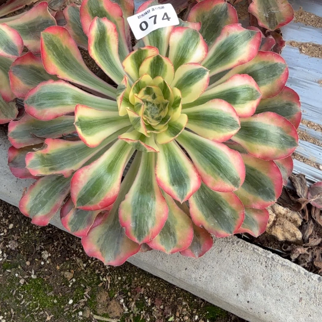 二***哈074爱丽丝到春天。多肉植物