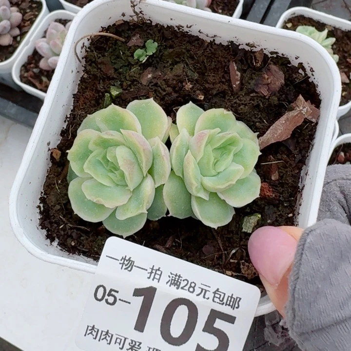 水晶虾饺无盆土发货多