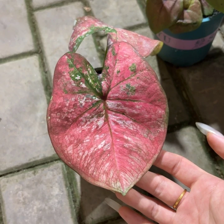 泰国彩叶芋36-0824